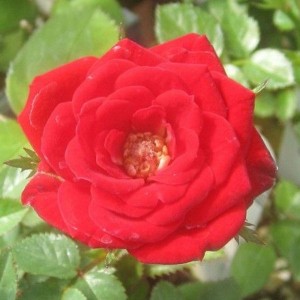 RED MINIMO (miniature)